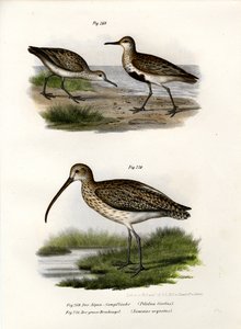 Dunlin, 1864 de German School