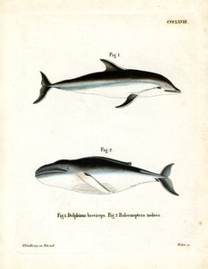 Dusky Dolphin (gravura colorida) de German School