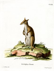 Dusky Wallaby (gravura colorida) de German School