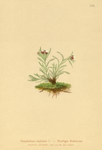 Cudweed humano (Glechoma posição supina) de German School