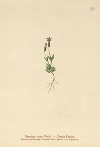 Genciana Anã (Gentiana nana, Gentianella nana) de German School