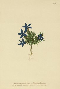 Genciana anã (Gentiana pumila) de German School