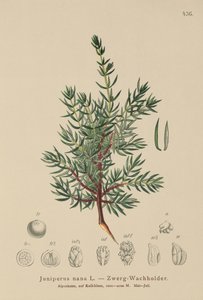 Juniper anão (Juniperus nana, juniperus communis subsp. Nana, Juniperus communis vars sxatilis) de German School
