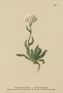 Milfoil anão de German School