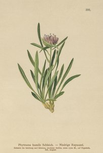 Rampion anão (Phyteuma humile) de German School