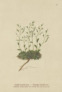 Rockcress anão (Arabis pumila) de German School