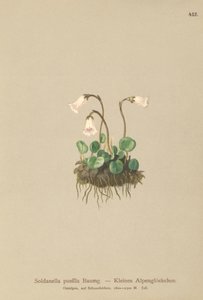 Anão Snowbell (Soldanella pusilla, Soldanella alpicola) de German School