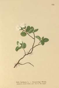 Salgueiro-anão (Salix herbacea) de German School