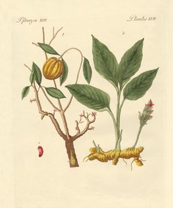 Plantas de tintura de German School
