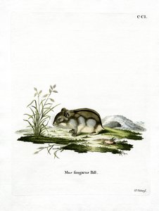 Dzhungarian Dwarf Hamster (gravura colorida) de German School