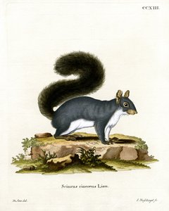 Esquilo Cinzento Oriental (gravura colorida) de German School