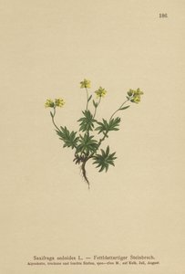 Saxofrage Oriental (Saxifraga sedoides) de German School