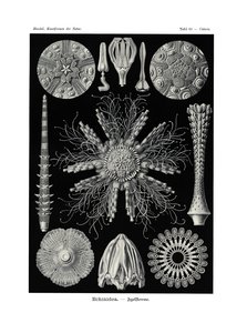 Echinidea, 1899-1904 de German School