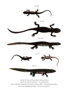 Edough Peninsula Ribbed Newt (cor litho) de German School