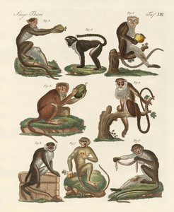 Oito tipos de guenon de German School