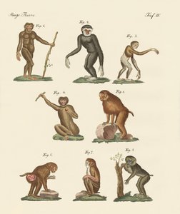Oito tipos de macacos de German School