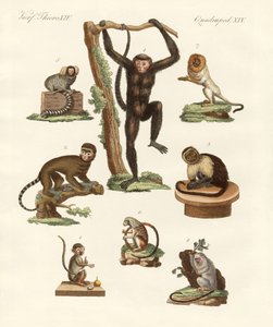 Oito tipos de macacos de German School