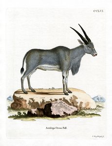 Eland Antelope (gravura colorida) de German School