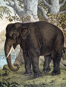 Elefante - em "História Natural dos Mamíferos", ed. Schreiber, Munique de German School