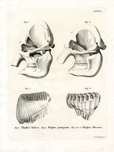 Elephant Skulls (gravura colorida) de German School