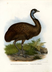 Emu, 1864 de German School
