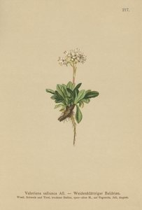 Valeriana com folhas inteiras (Valeriana saliunca) de German School