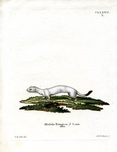 Ermine (gravura colorida) de German School