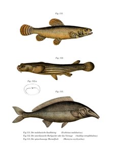 Eritrina de Malabar (cor litho) de German School