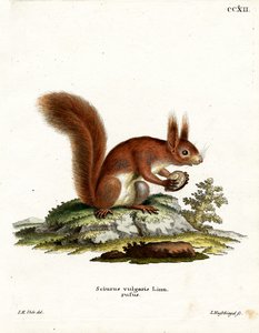 Esquilo-vermelho-eurasiático de German School