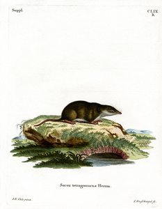 Eurasian Shrew (gravura colorida) de German School