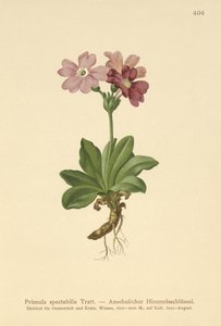 Primrose Alpina Europeia (Primula spectabilis, Auriculastrum primula) de German School