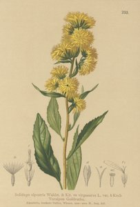 Goldenrod europeu (Solidago alpestris, Solidago virgaaurea, Solidago virgaurea) de German School