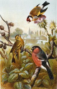 Goldfinch europeu, Icterine Greenbul e Eurasion Bullfinch, prato da "Brehm