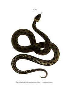 Cobra gramínea europeia (cor litho) de German School