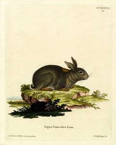 Coelho Europeu (gravura colorida) de German School