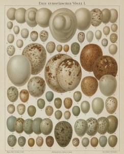 Ovos de aves europeias (cor litho) de German School