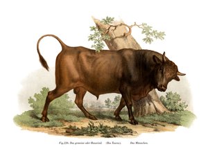 Gado europeu, 1860 de German School