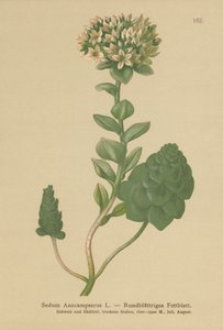 Orpine Evergreen (Sedum Anacampseros, Hylotelephium anacampseros) de German School