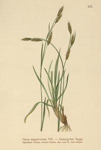 Sedge Evergreen (Carex sempervirens) de German School