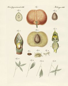 Evolução e reprodução das plantas e sono das folhas (gravura colorida) de German School