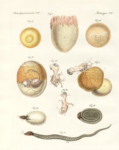 Evolução das galinhas, pombos e cobras a partir dos ovos (gravura colorida) de German School