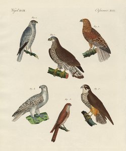 Excelentes falcões da Alemanha (gravura a cores) de German School