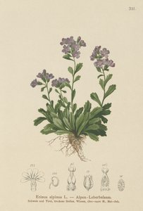 Dedaleira fada (Erinus alpinus) de German School
