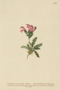 Lousewort com folhas de samambaia (Pedicularis asplenifolia) de German School