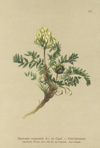 Locoweed de campo (Oxytropis campestris) de German School