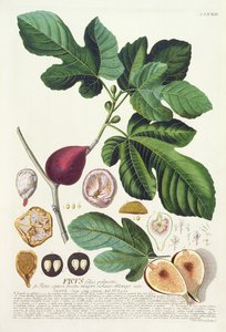 Fig, gravada por Johann Jakob Haid (1704-67), placa 73 de um livro botânico, pub. de Augustus Vind de German School