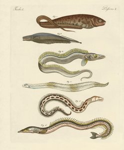 Peixe (gravura colorida) de German School