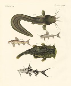 Peixe de bengali de German School