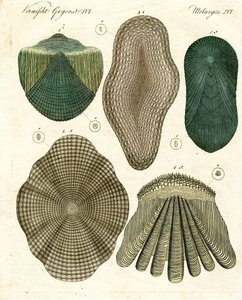 Balanças de peixe de German School