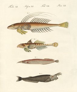 Peixe com uma forma estranha (gravura colorida) de German School